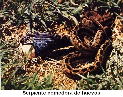 Serpiente comedora de huevos.jpg